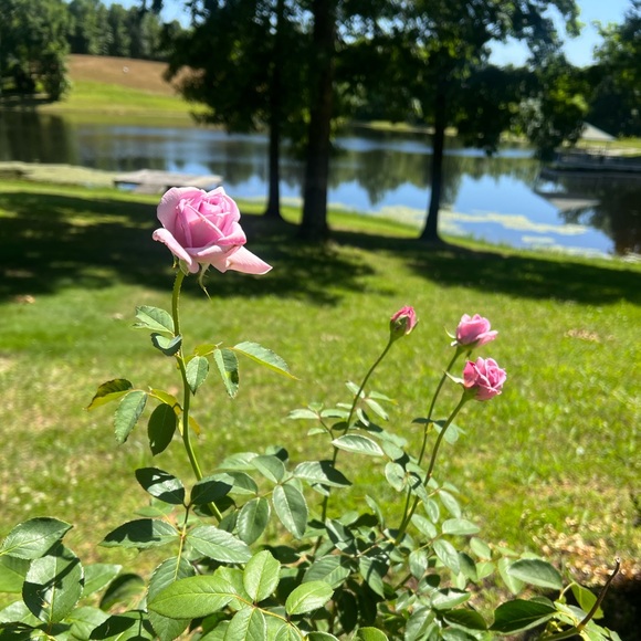 Meet your Posher - Picture 1 of 1